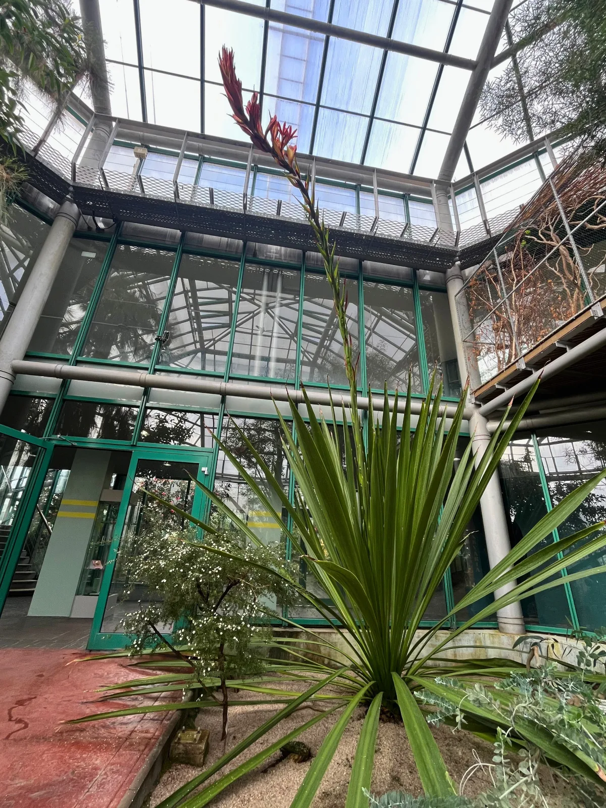 V liberecké botanické zahradě rozkvétá impozantní obří oštěpová lilie. Po 30 letech