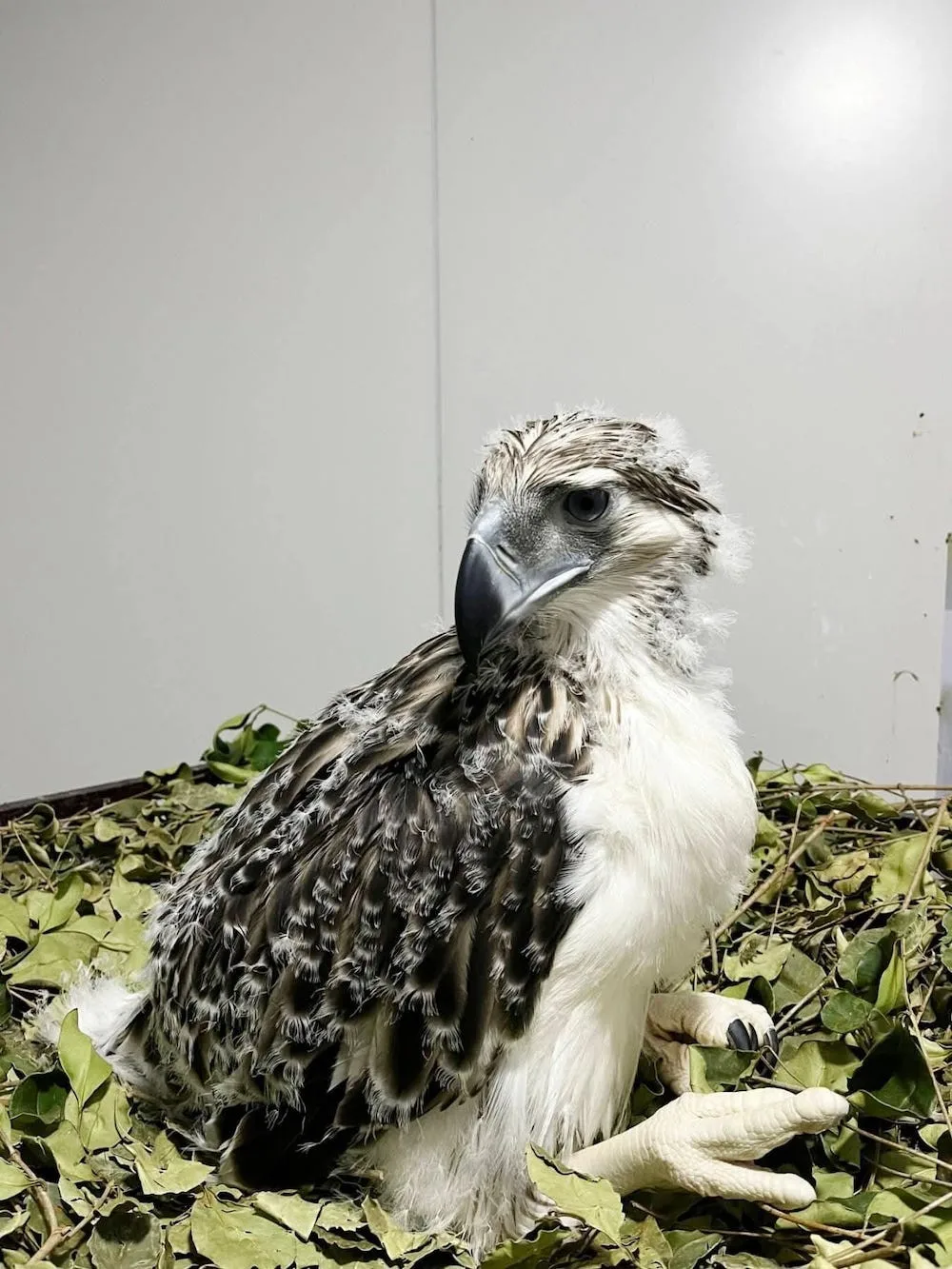 Po letech se podařilo odchovat mládě orla opičího. Pomohla i liberecká zoo