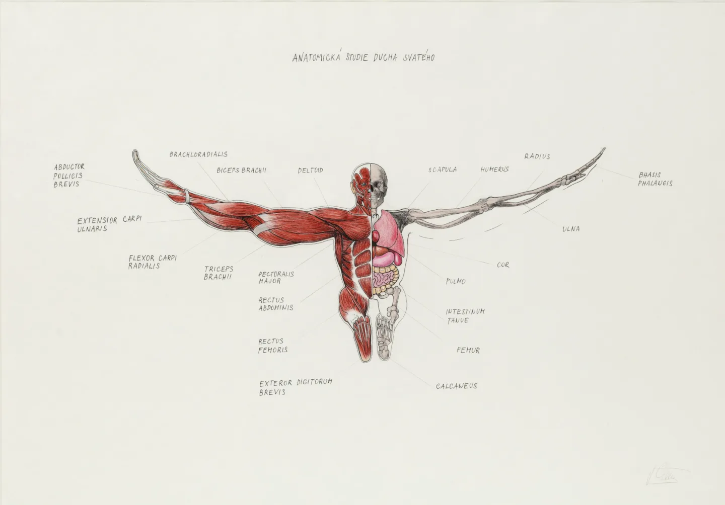 Jiří Černický, Anatomická studie Ducha svatého, 2020, 60 x 85 cm, tuš a pastelky na papíře