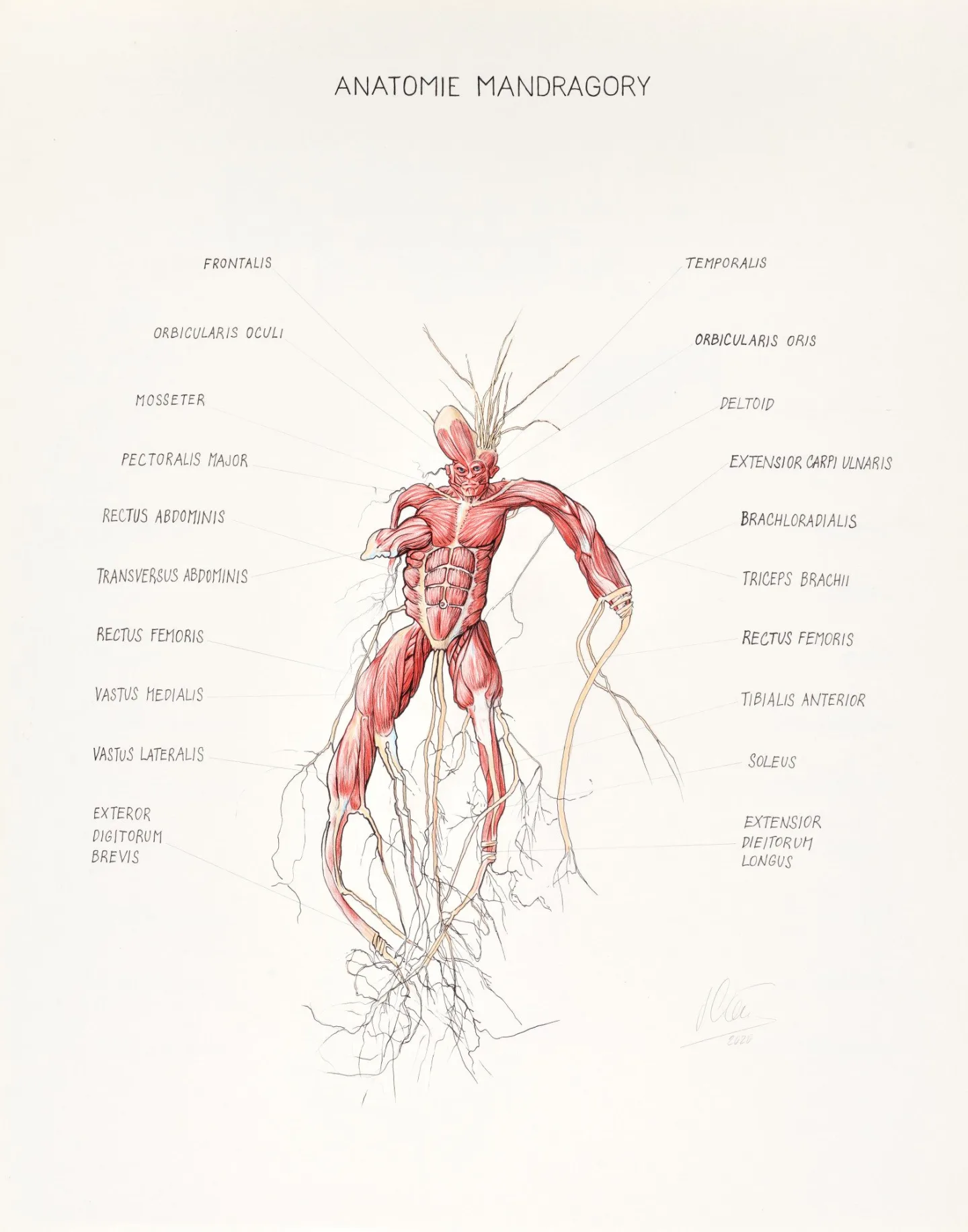 Jiří Černický, Anatomická studie mandragory, 2020, 85 x 60 cm, inkoust a pastelky na papíře
