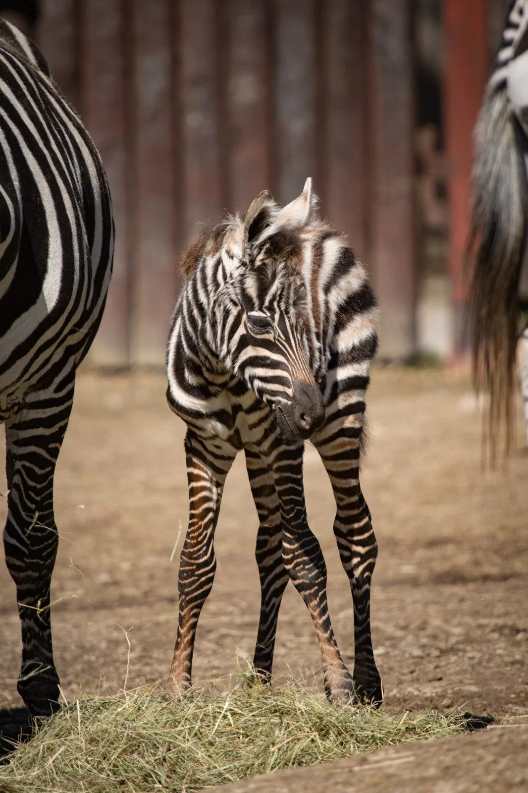 V liberecké zoo se narodil samec zebry bezhřívé. V Evropě jich zbývají desítky