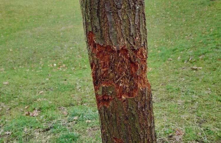Vandal poškodil stromy Mozartově a Zborovské ulici. Město podalo trestní oznámení