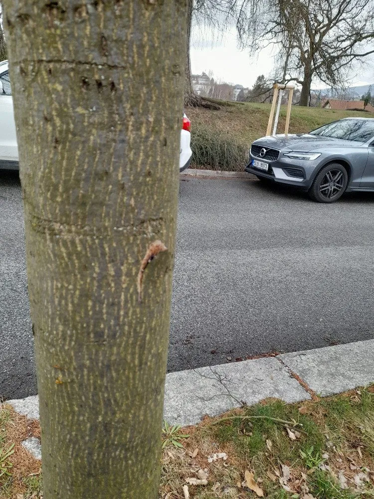 Vandal poškodil stromy Mozartově a Zborovské ulici. Město podalo trestní oznámení