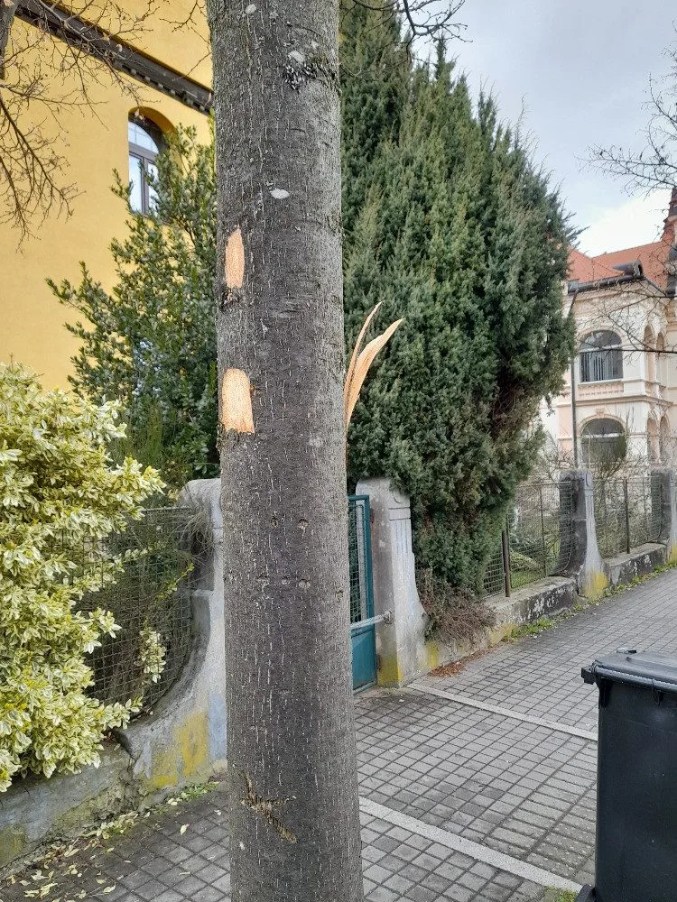 Vandal poškodil stromy Mozartově a Zborovské ulici. Město podalo trestní oznámení
