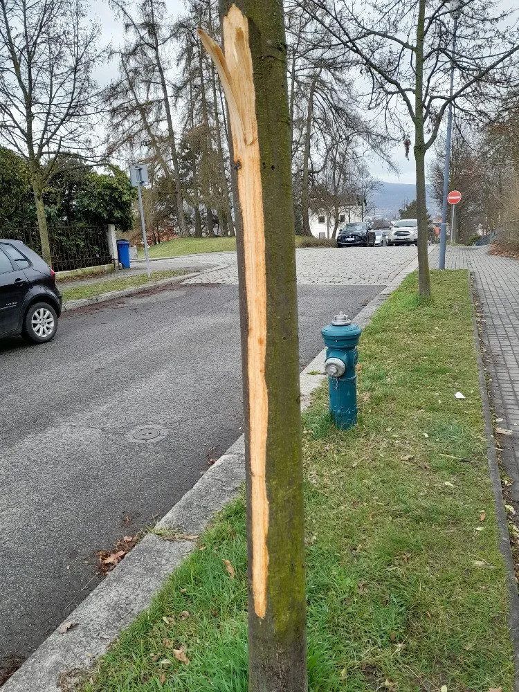 Vandal poškodil stromy Mozartově a Zborovské ulici. Město podalo trestní oznámení