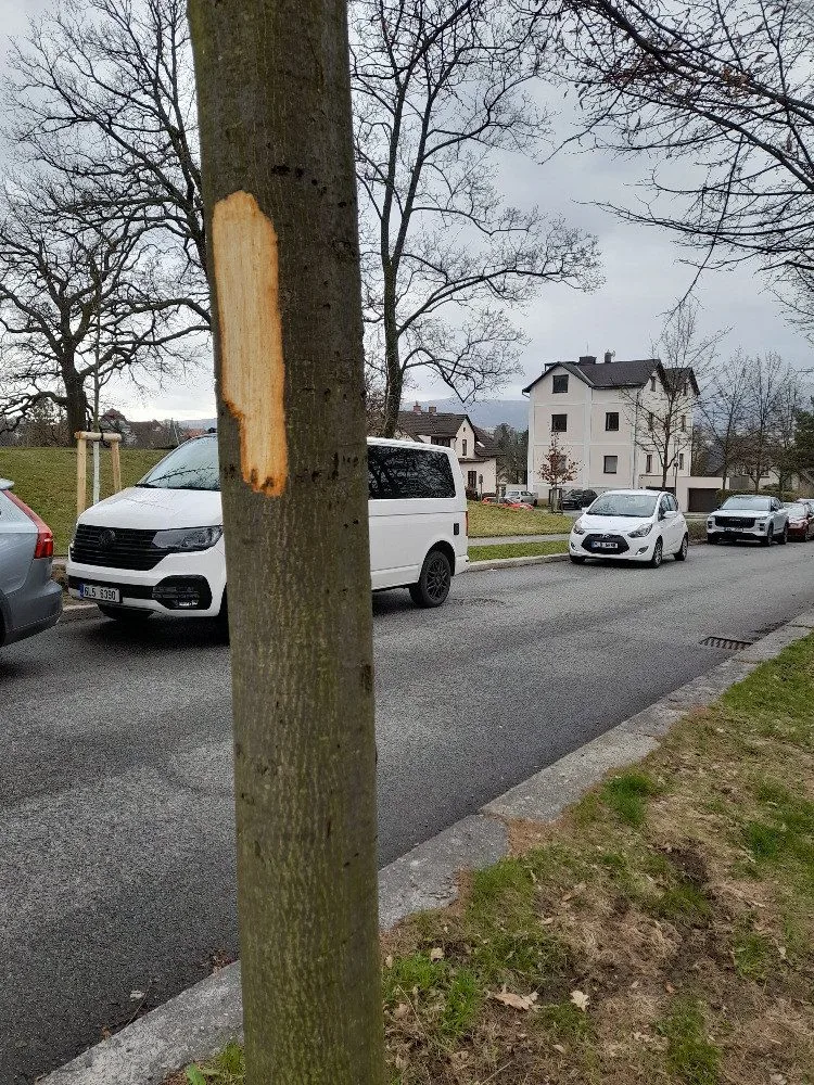 Vandal poškodil stromy Mozartově a Zborovské ulici. Město podalo trestní oznámení