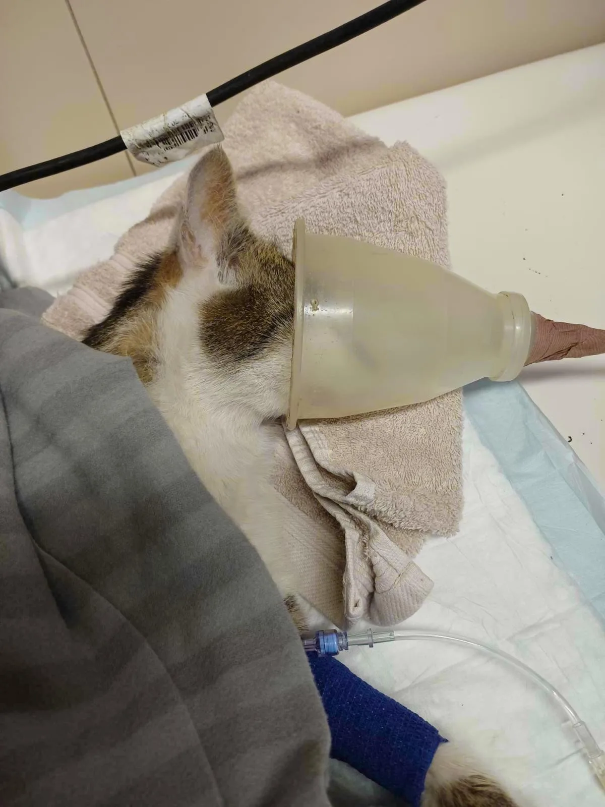 Řádí v Bulovce travič koček? Odpověď přinese pitva uhynulého kocoura