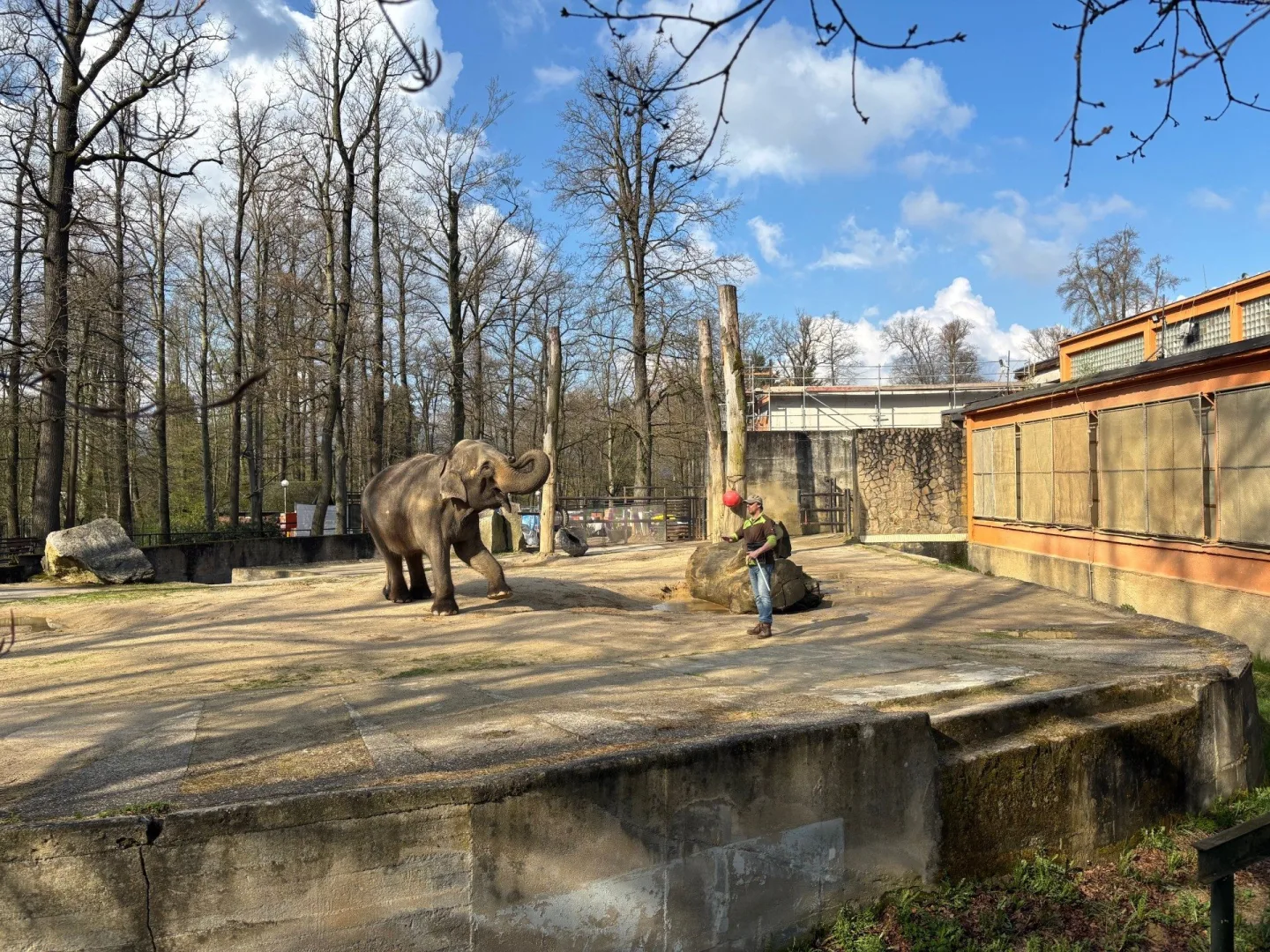 Slonice Bala odjede z liberecké zoo na podzim. Ve Walesu jí zůstane přímý kontakt s ošetřovateli