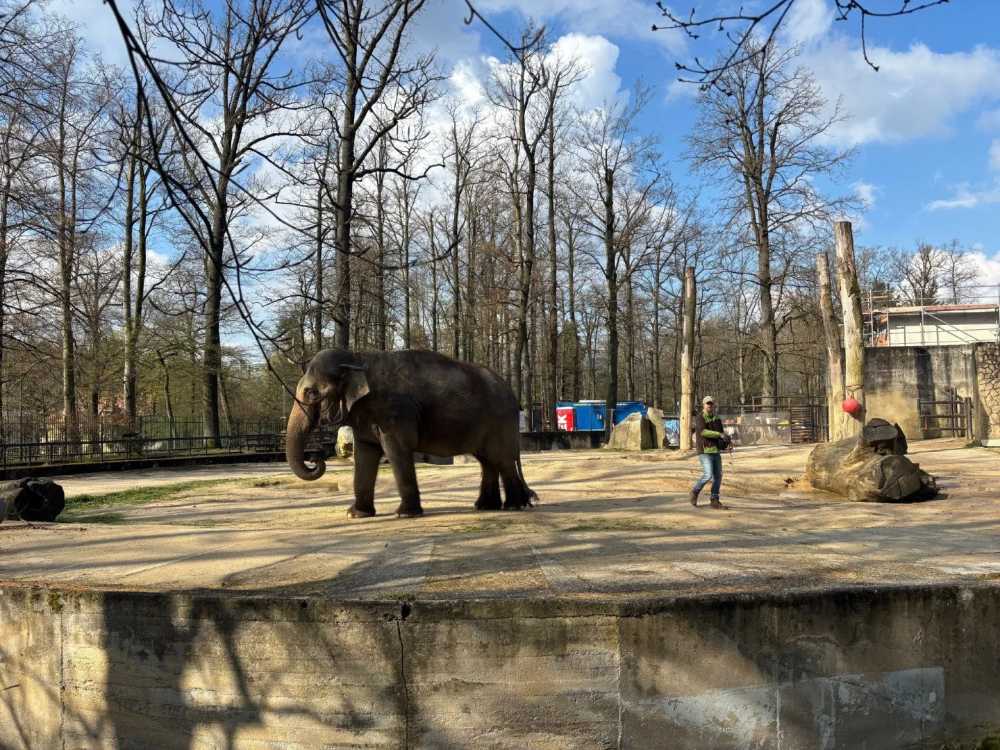 Slonice Bala odjede z liberecké zoo na podzim. Ve Walesu jí zůstane přímý kontakt s ošetřovateli