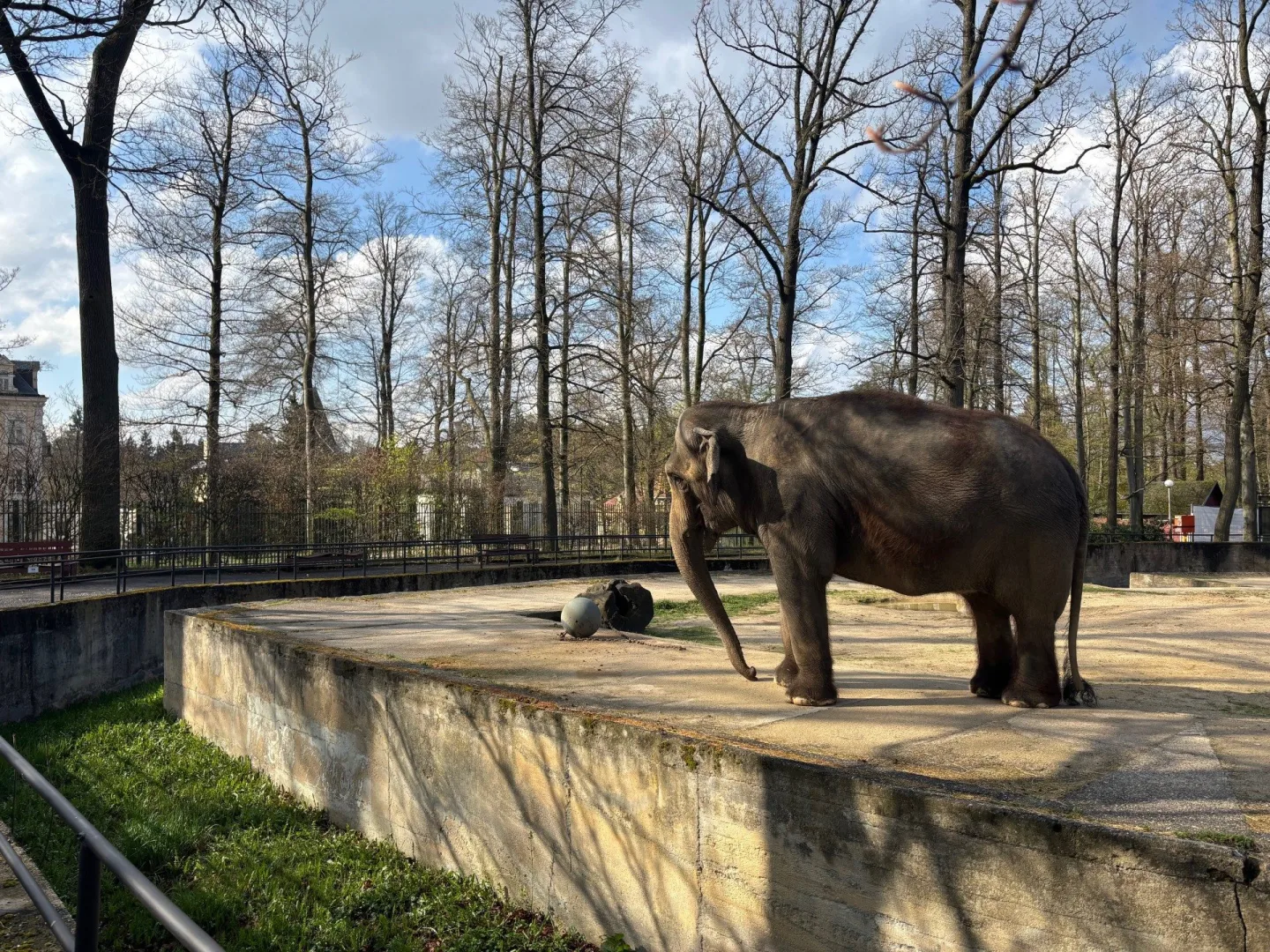 Slonice Bala odjede z liberecké zoo na podzim. Ve Walesu jí zůstane přímý kontakt s ošetřovateli