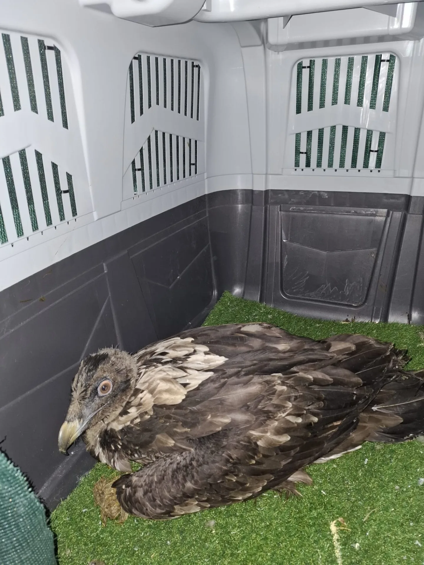 Za svobodou. Mladý orlosup míří z liberecké zoo do volné přírody španělských hor