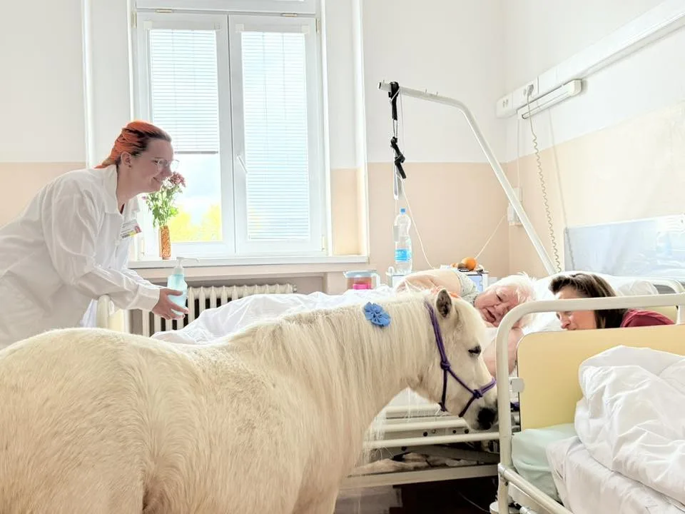 Radost měla ve frýdlantské nemocnici podobu bílé kobylky minikoníka. Pohladit si ji chtěl každý