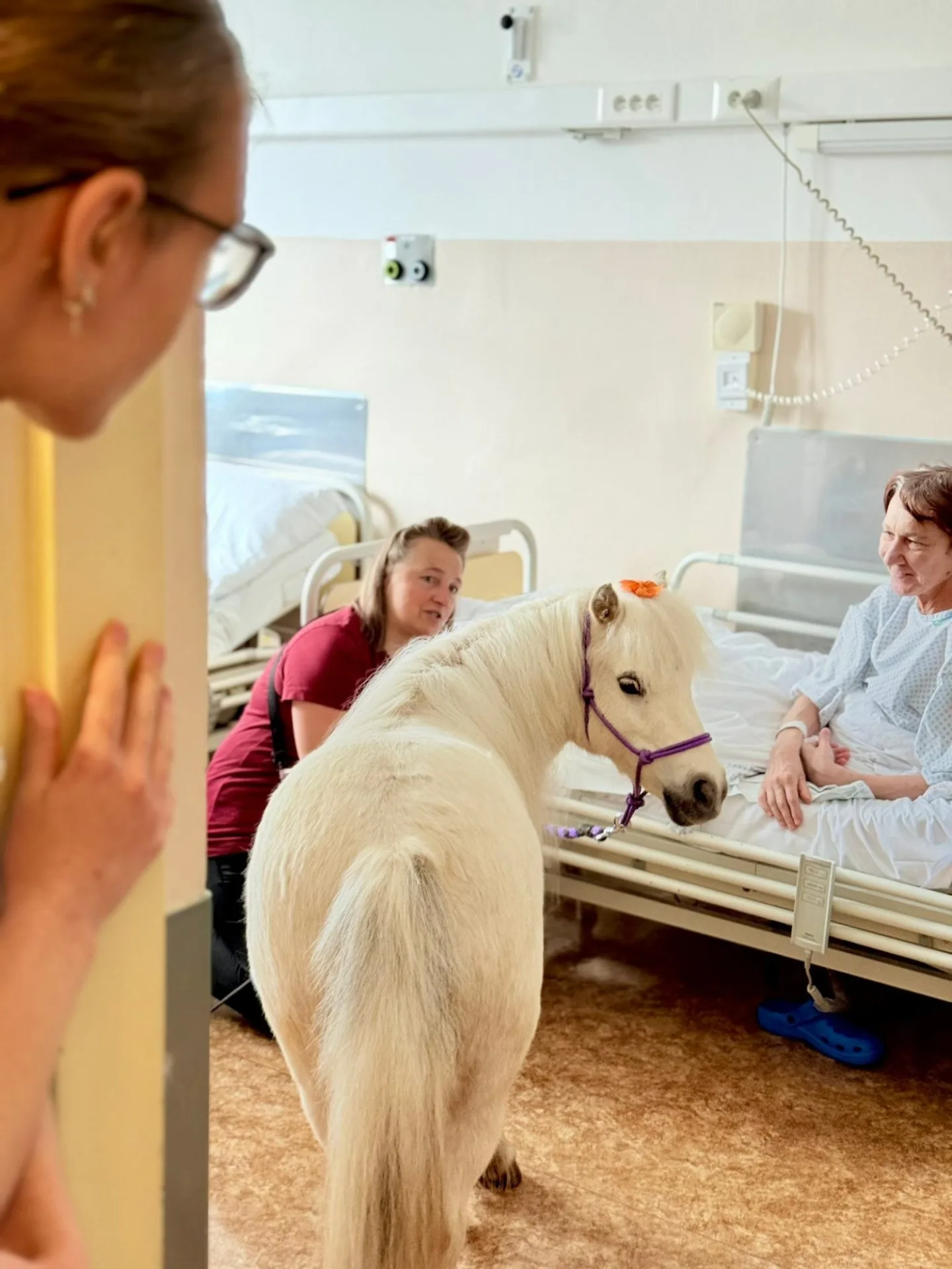 Radost měla ve frýdlantské nemocnici podobu bílé kobylky minikoníka. Pohladit si ji chtěl každý