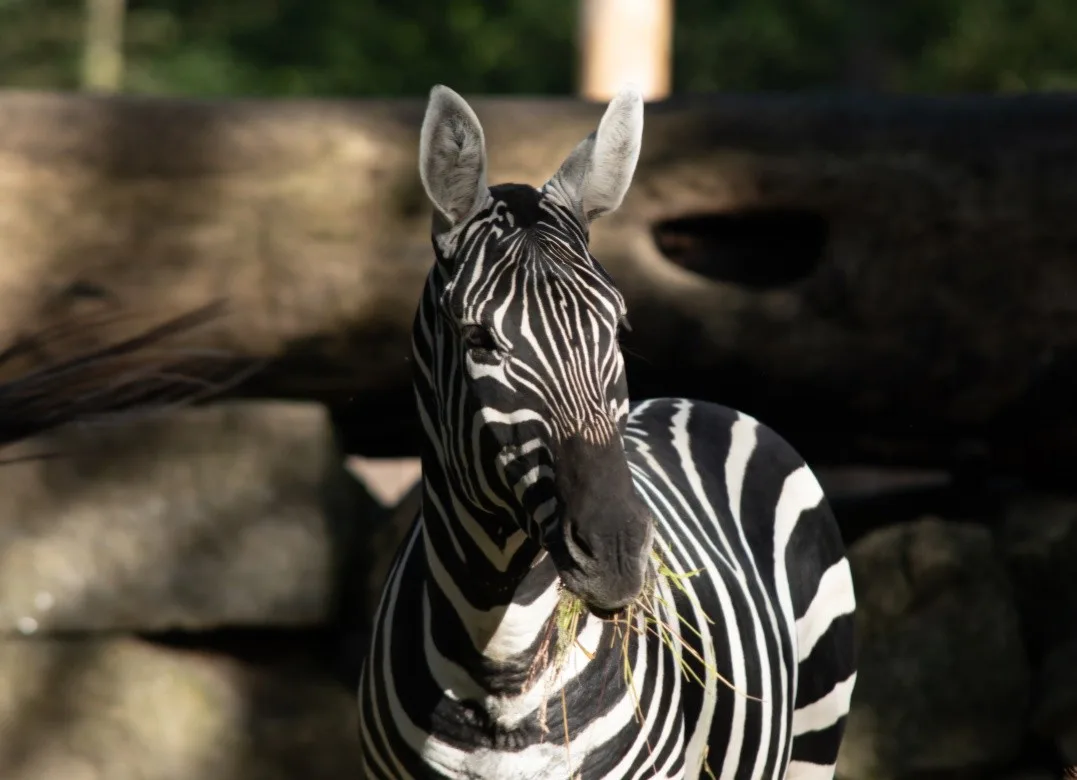 Liberecká zoo rozšířila chov zeber. Dorazily dvě mladé samičky
