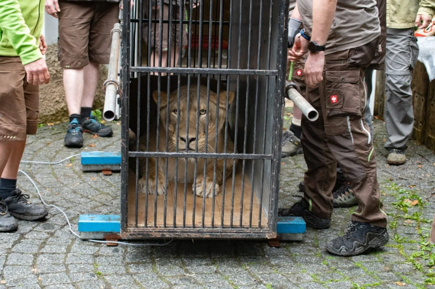 Liberecká zoo se bude dočasně starat o lvici Elsu, odebranou z nelegálního chovu Karlose Vémoly