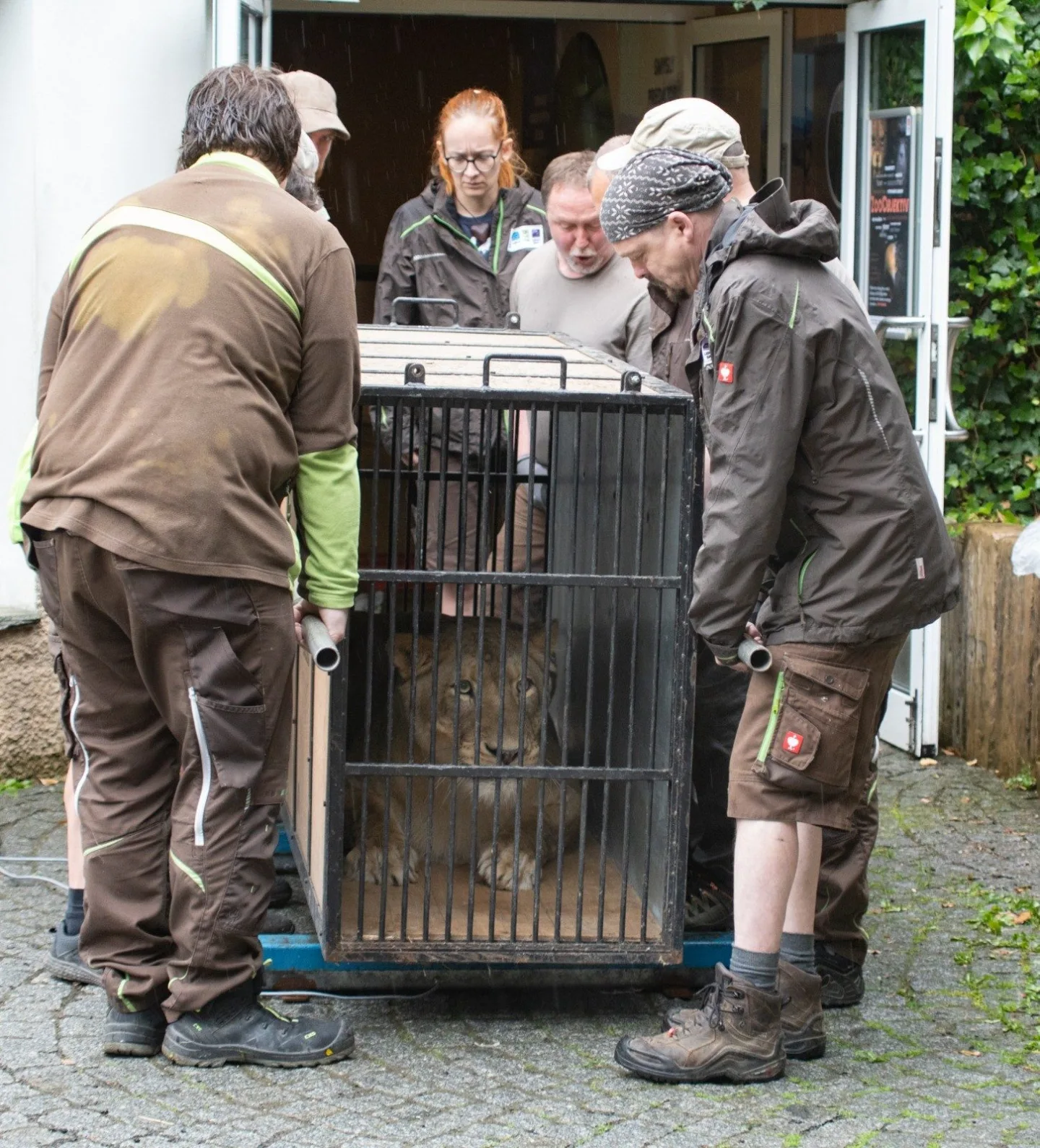 Liberecká zoo se bude dočasně starat o lvici Elsu, odebranou z nelegálního chovu Karlose Vémoly