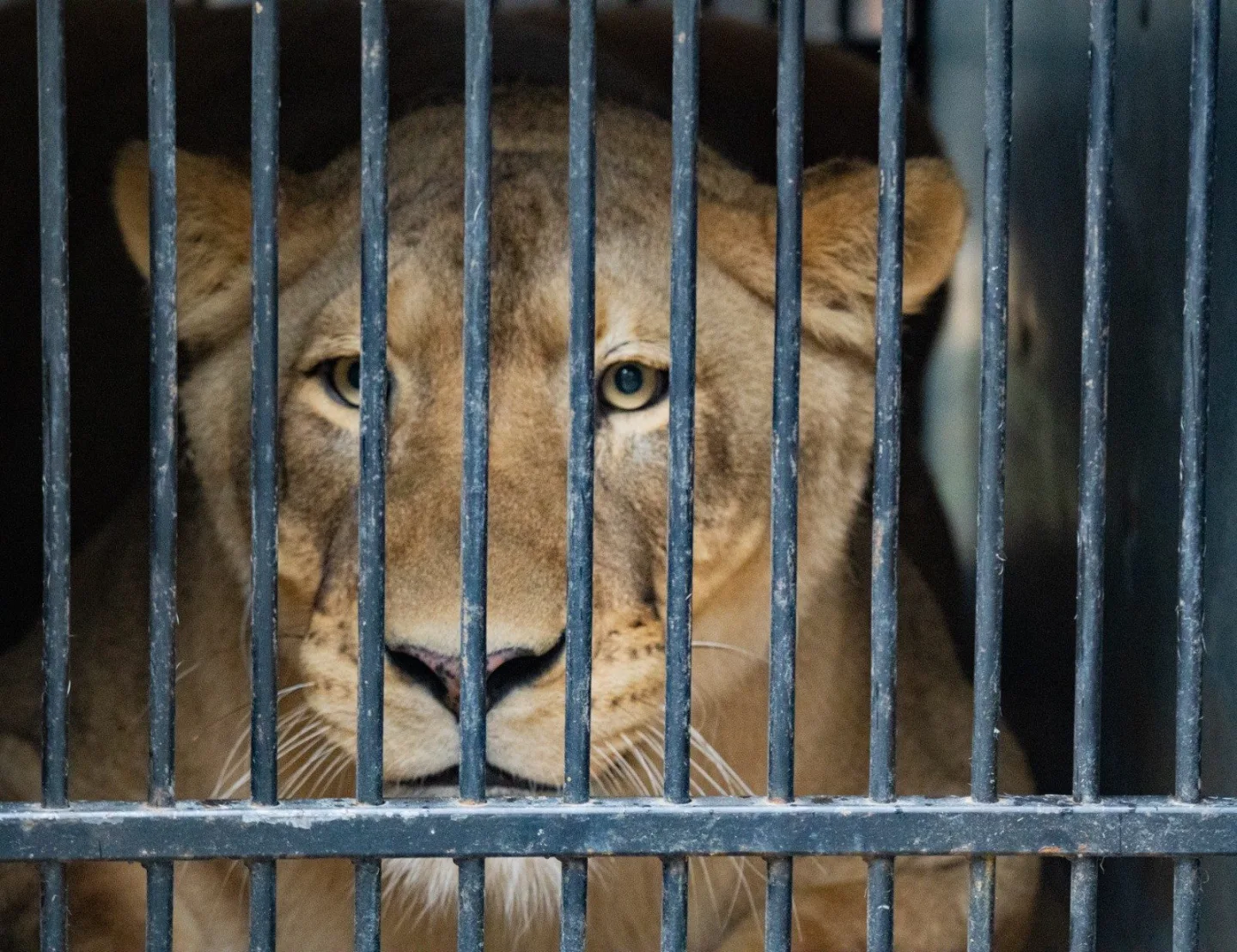 Liberecká zoo se bude dočasně starat o lvici Elsu, odebranou z nelegálního chovu Karlose Vémoly