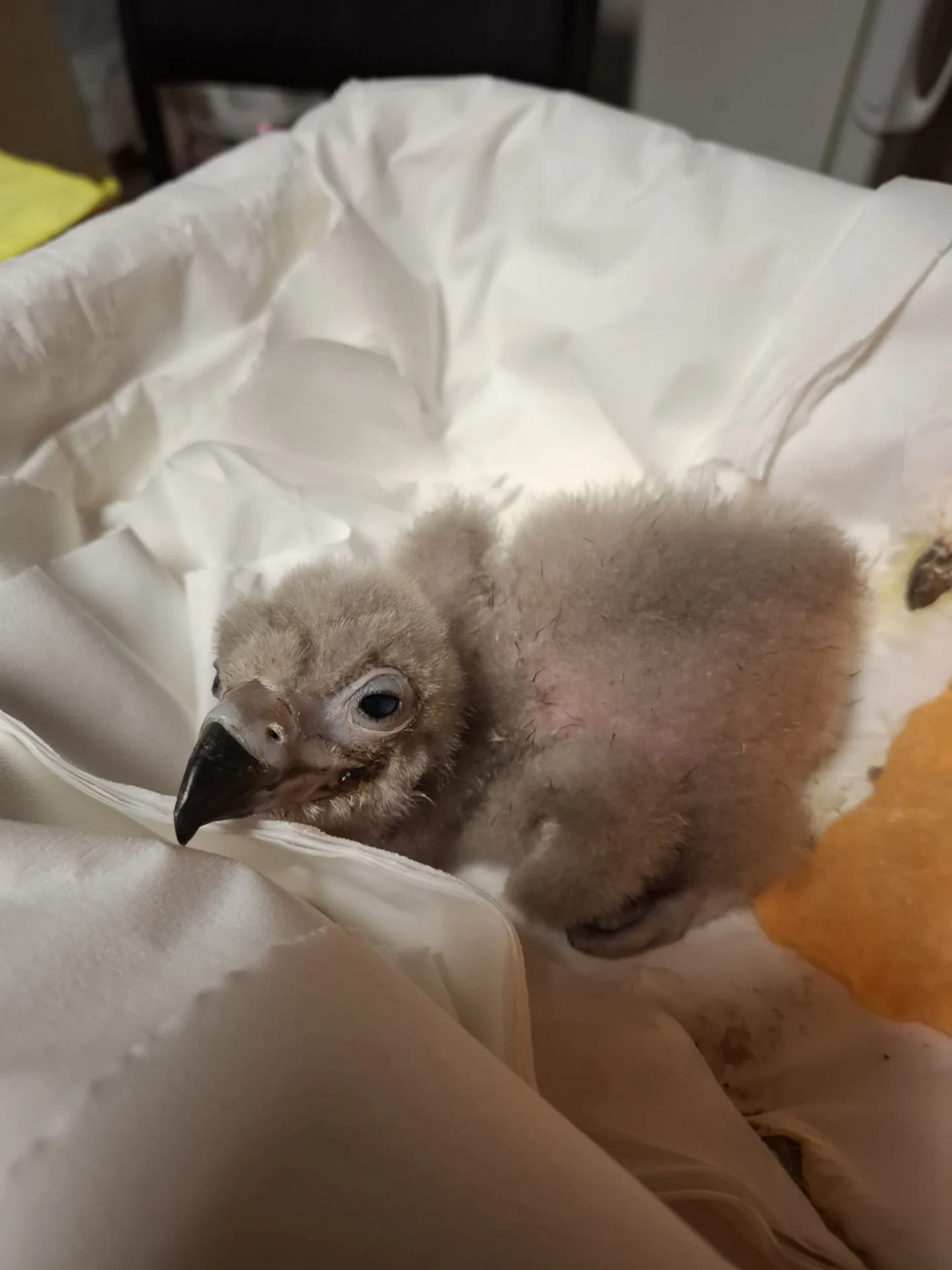 Od největšího supa po nejmenšího orla. Zoo Liberec slaví mimořádně úspěšnou sezonu dravých ptáků