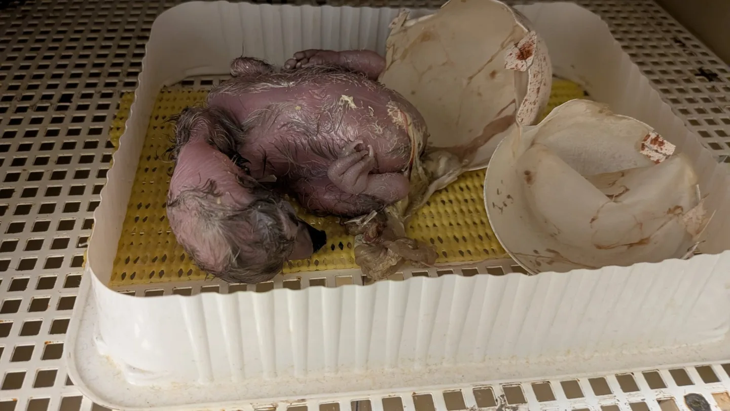 Od největšího supa po nejmenšího orla. Zoo Liberec slaví mimořádně úspěšnou sezonu dravých ptáků