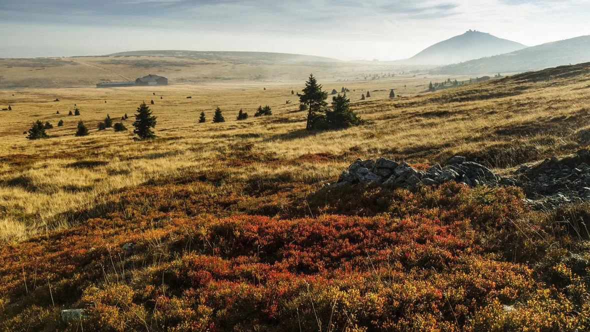 Správci hor vyzývají k hlášení invazních rostlin v Krkonoších, ohrožují přírodu