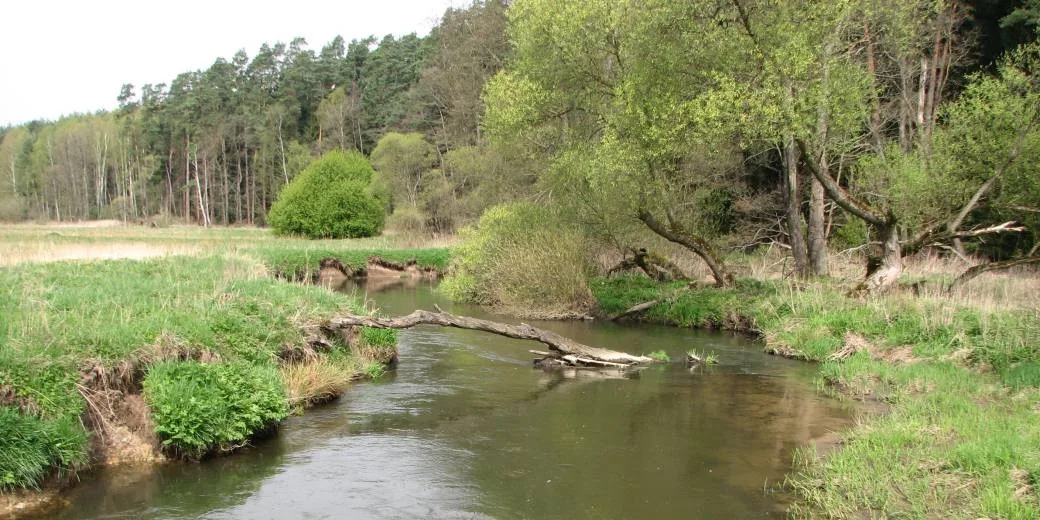 Na Českolipsku byla vyhlášena nová přírodní rezervace Meandry Ploučnice a Svitavky