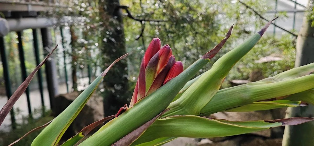 V botanické zahradě v Liberci nečekaně podruhé kvete Doryanthes palmeri