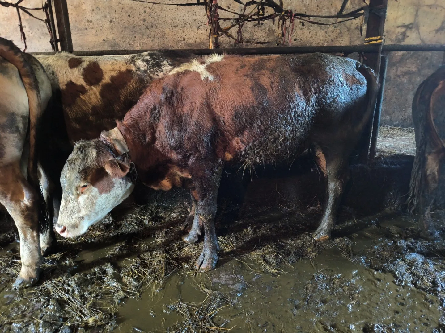 Z chovu na Semilsku odebrala veterinární správa kvůli týrání devět krav