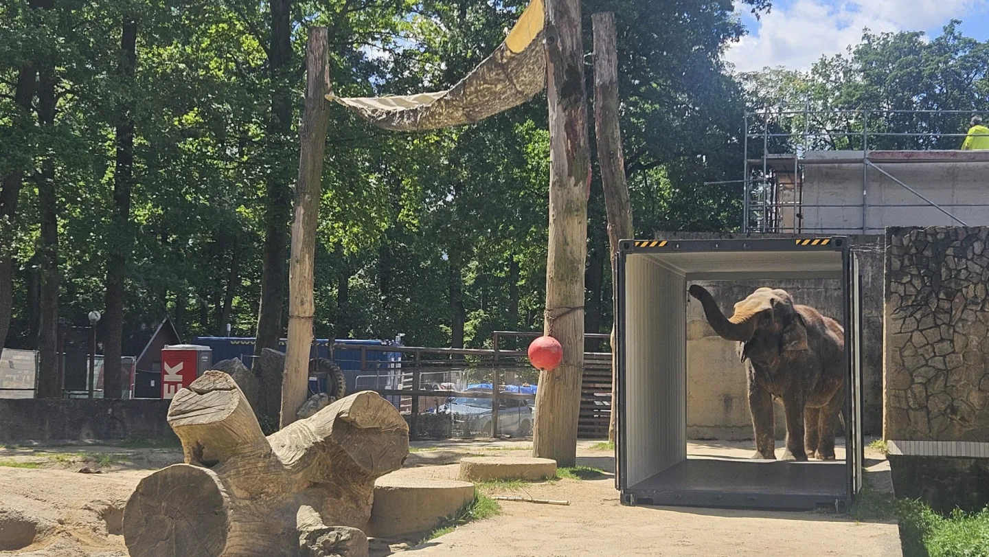 Poslední léto s Balou v Zoo Liberec. Slonice se připravuje na cestu do nového domova
