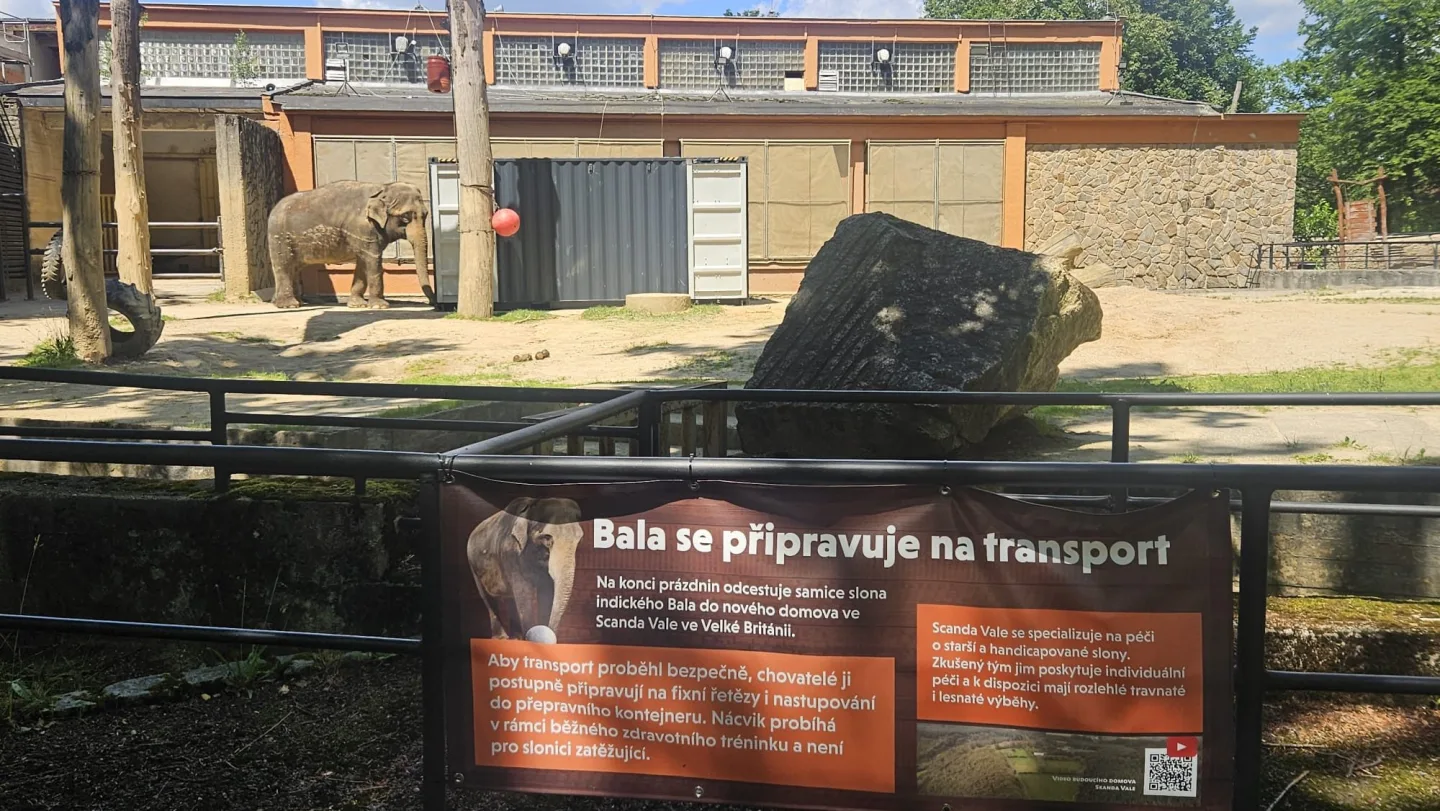 Poslední léto s Balou v Zoo Liberec. Slonice se připravuje na cestu do nového domova