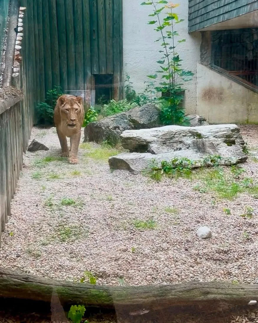 Lvice Elsa, zabavená Karlosu Vémolovi, má v liberecké zoo po karanténě a může do venkovního výběhu