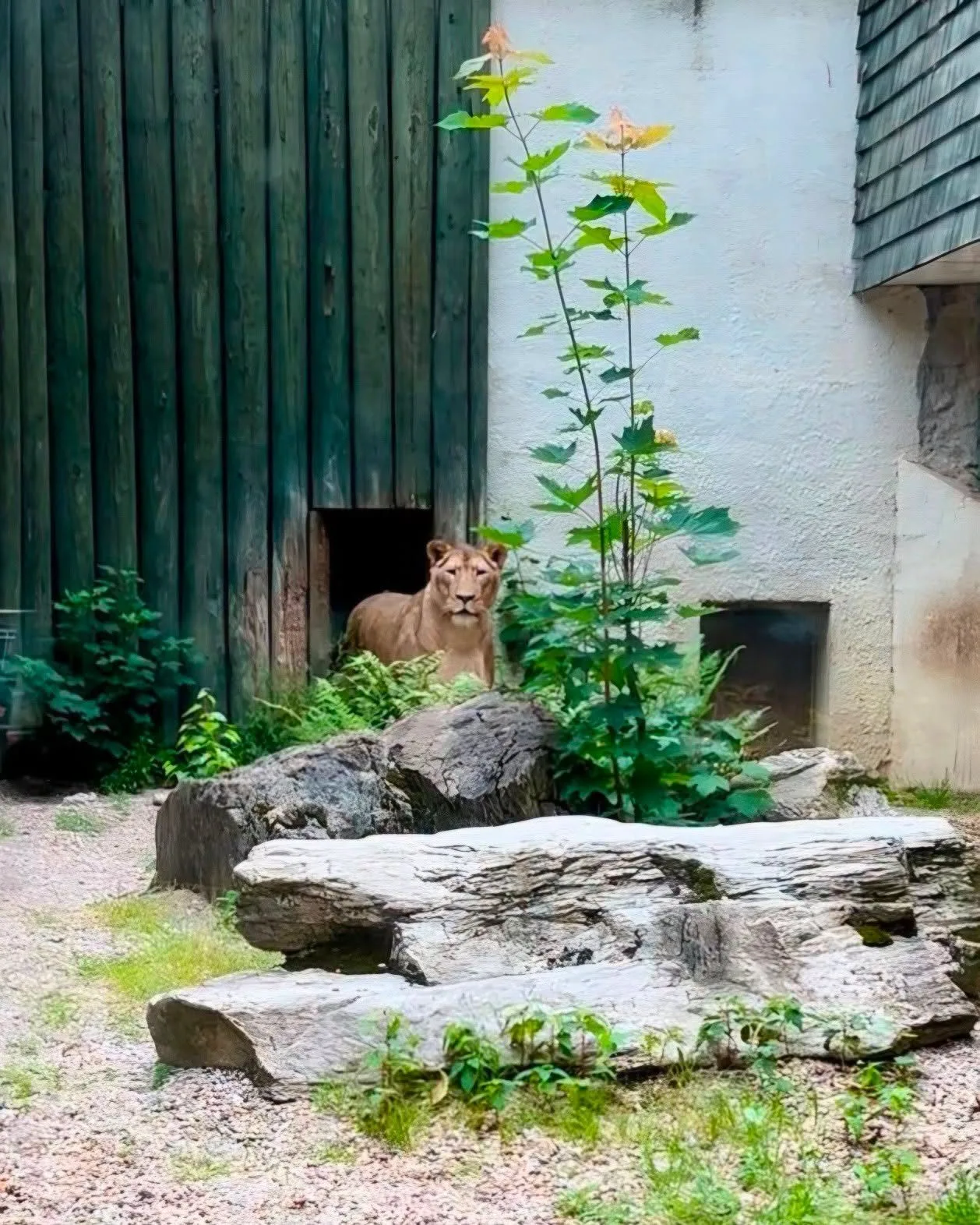 Lvice Elsa, zabavená Karlosu Vémolovi, má v liberecké zoo po karanténě a může do venkovního výběhu