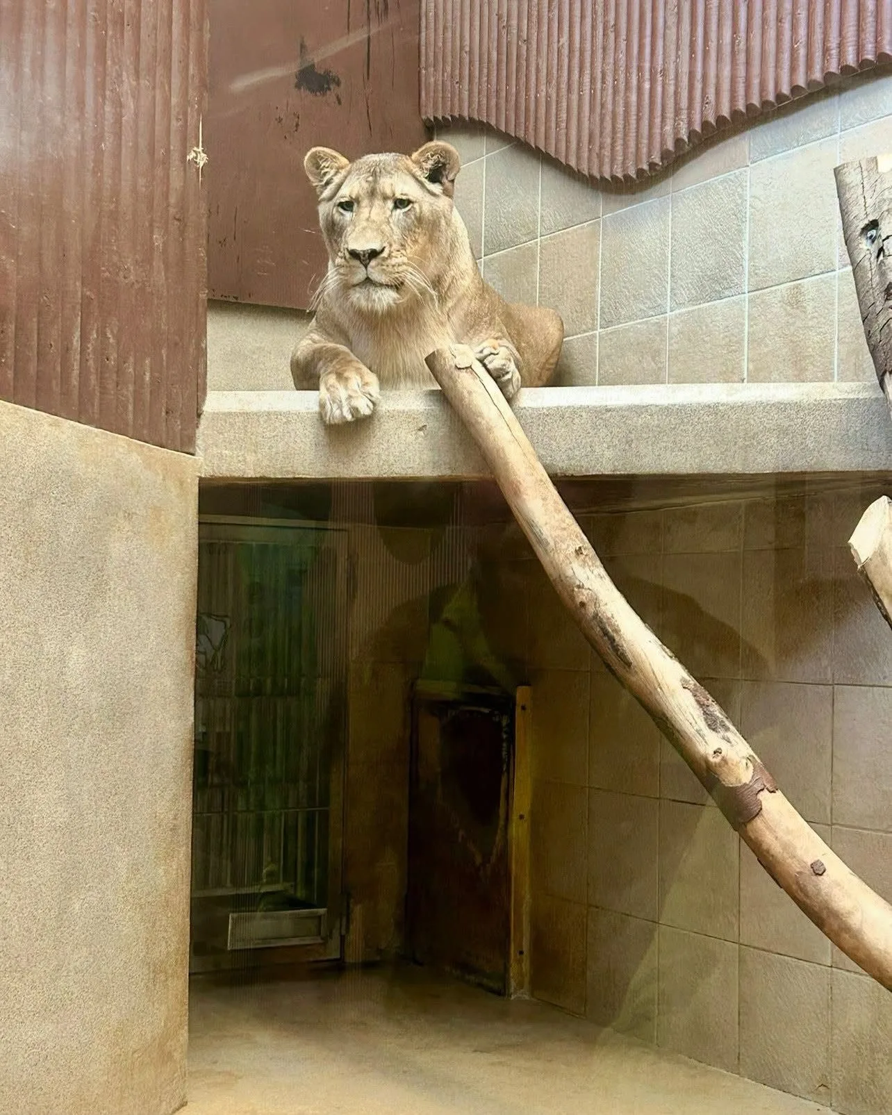Lvice Elsa, zabavená Karlosu Vémolovi, má v liberecké zoo po karanténě a může do venkovního výběhu