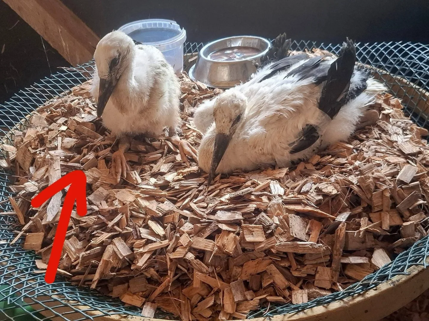 Čápě z Jindřichovic pod Smrkem v novém domově.