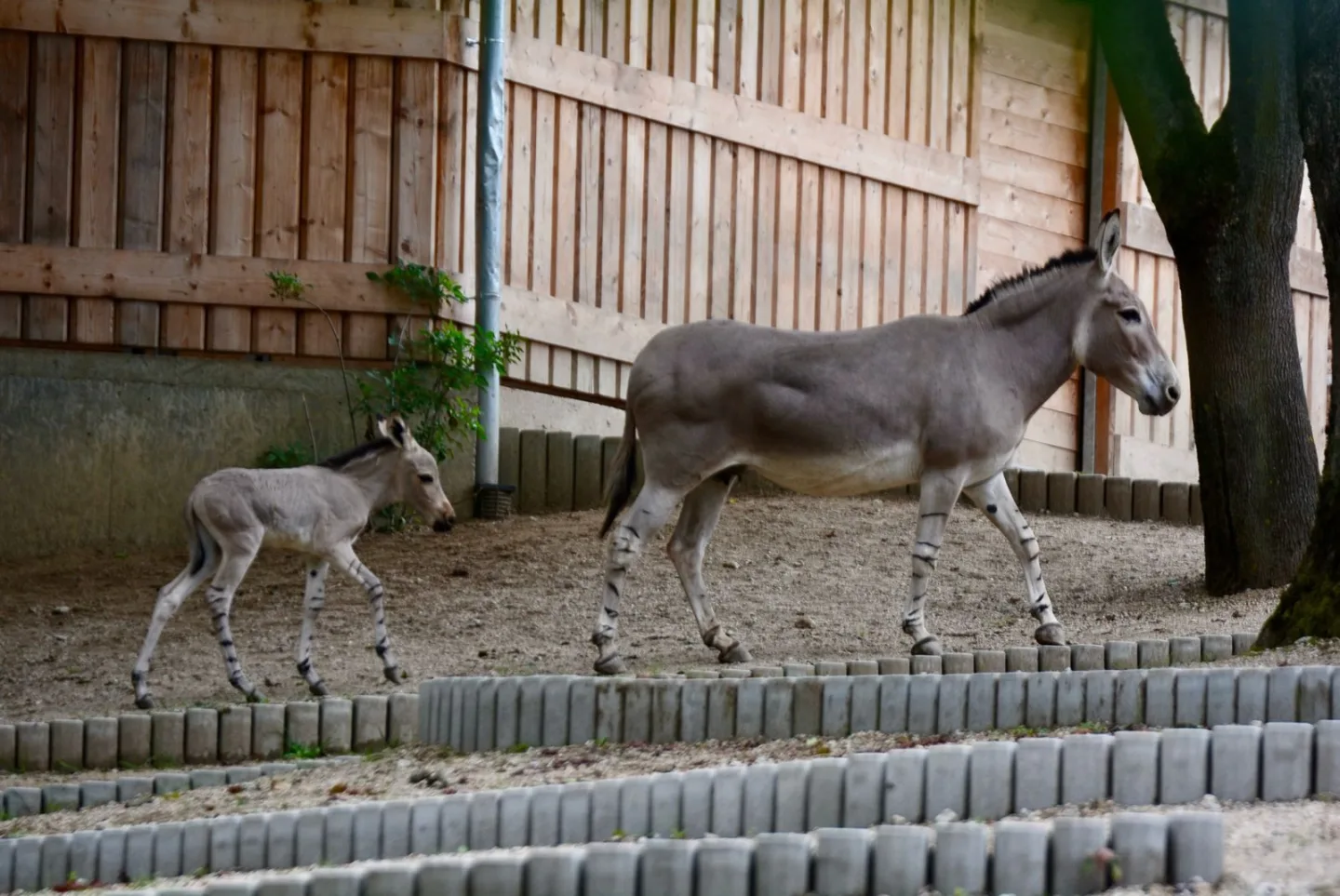 Radost v liberecké zoo: Po pěti letech se narodilo mládě kriticky ohroženého osla somálského