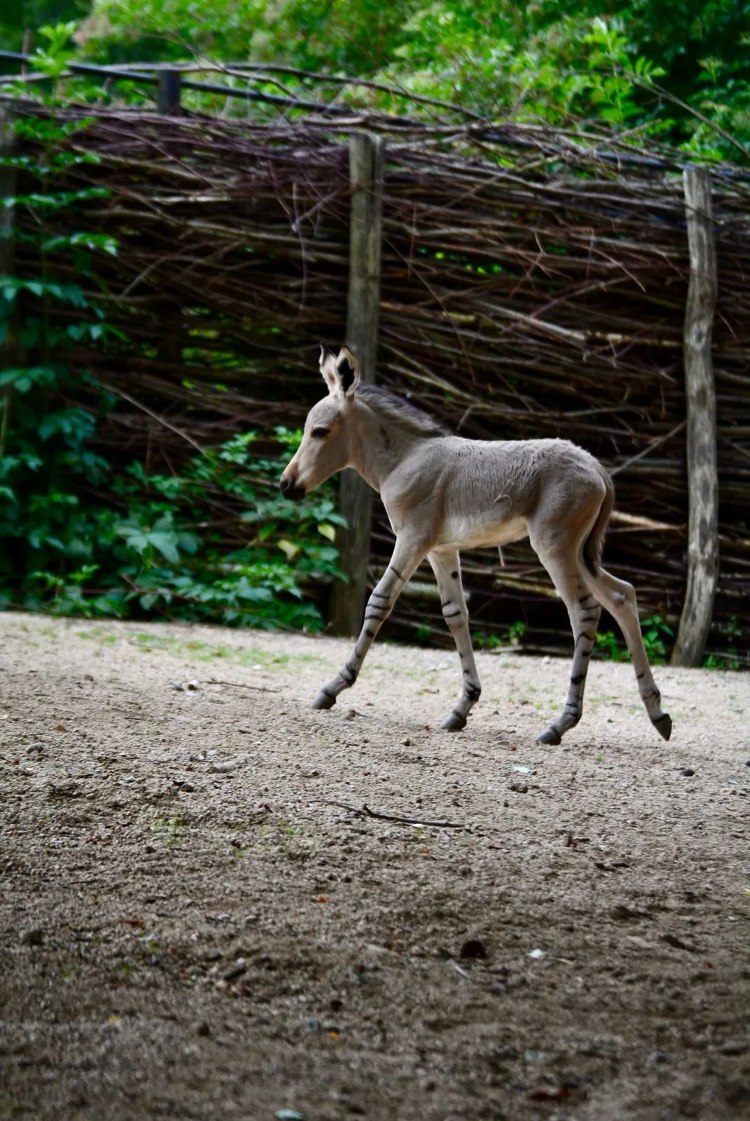 Radost v liberecké zoo: Po pěti letech se narodilo mládě kriticky ohroženého osla somálského