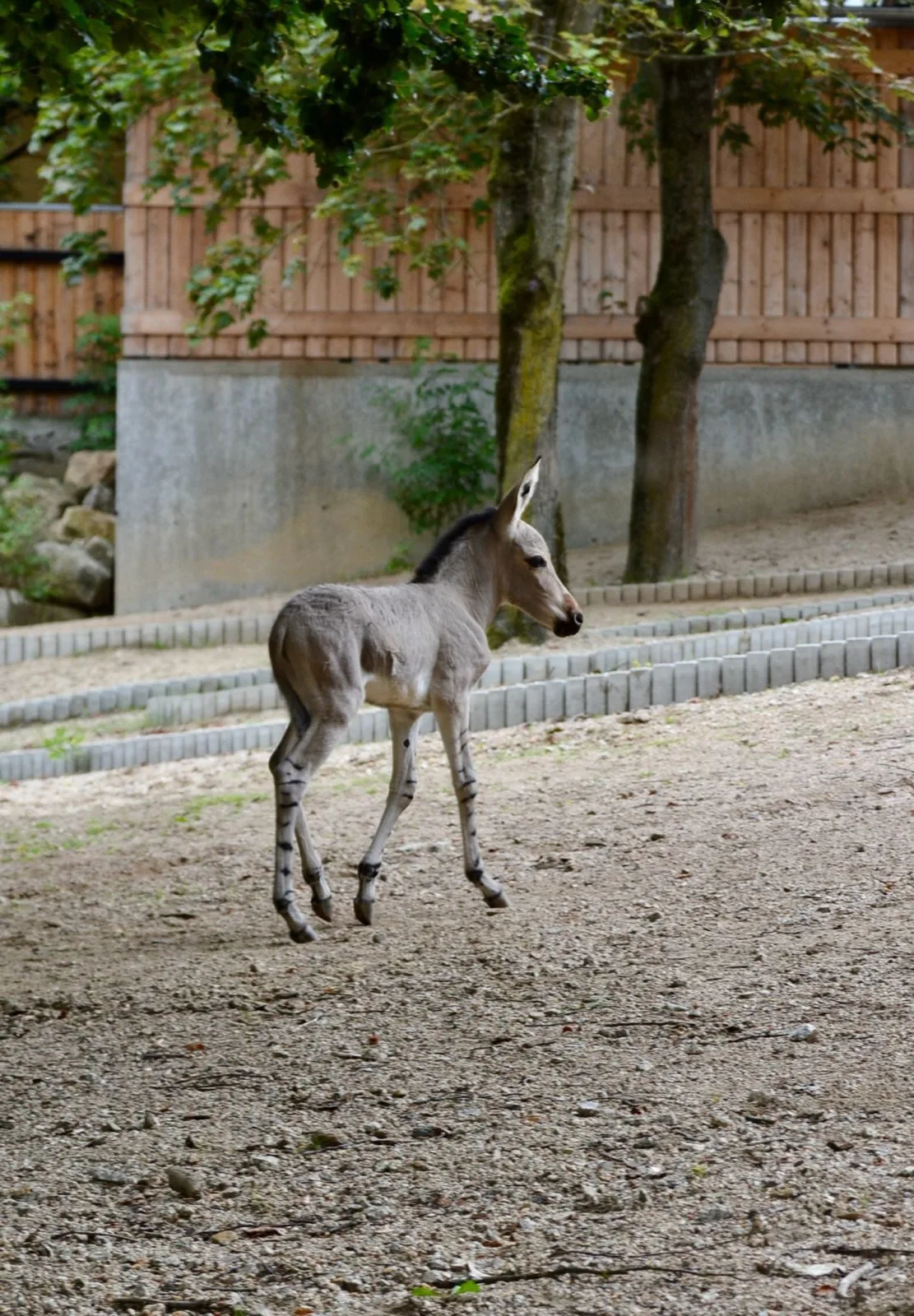 Radost v liberecké zoo: Po pěti letech se narodilo mládě kriticky ohroženého osla somálského