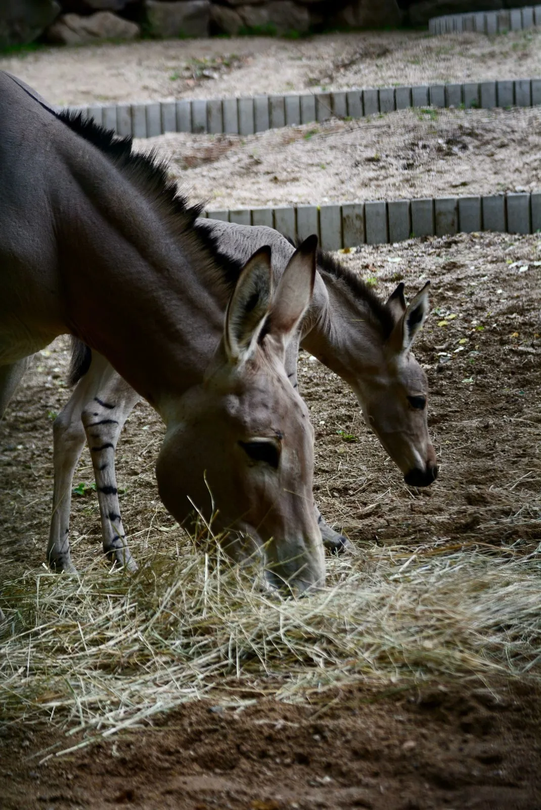 Radost v liberecké zoo: Po pěti letech se narodilo mládě kriticky ohroženého osla somálského