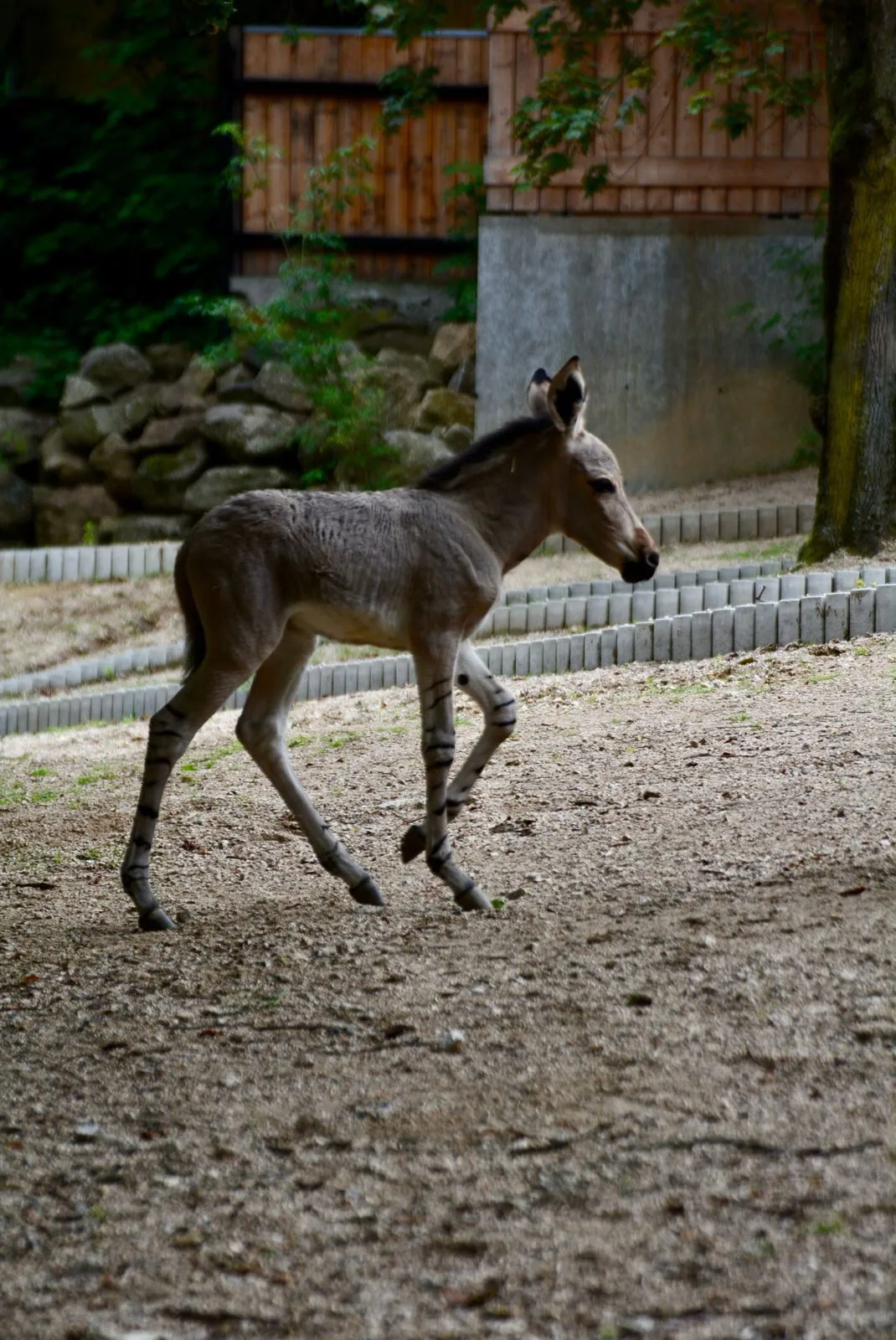 Radost v liberecké zoo: Po pěti letech se narodilo mládě kriticky ohroženého osla somálského