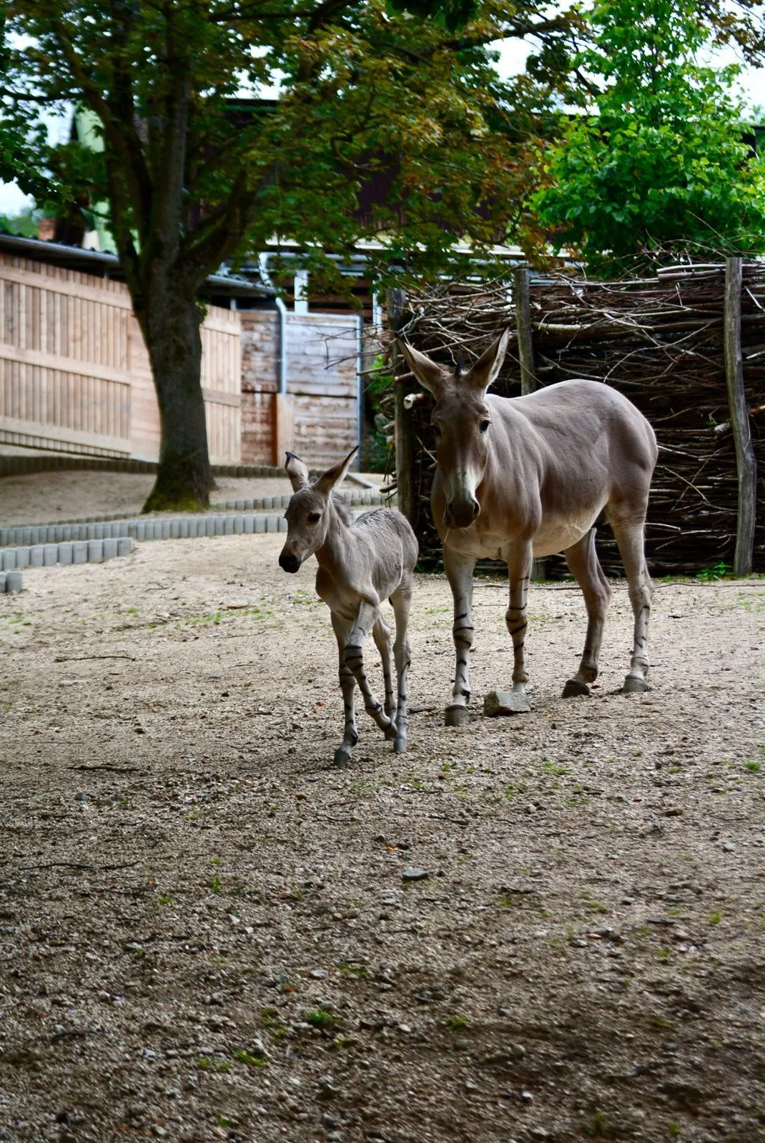 Radost v liberecké zoo: Po pěti letech se narodilo mládě kriticky ohroženého osla somálského