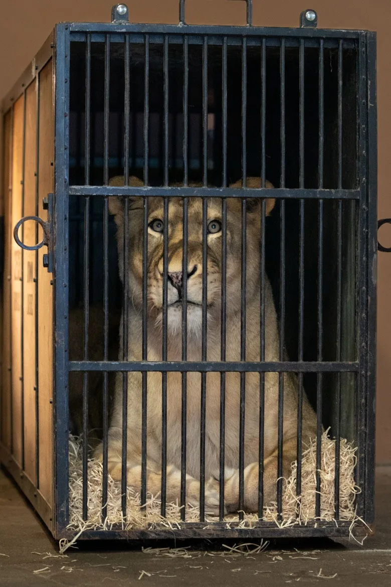 Lvice Elsa, zabavená Karlosu Vémolovi, odjela ze Zoo Liberec. Nový domov má v centru pro velké šelmy