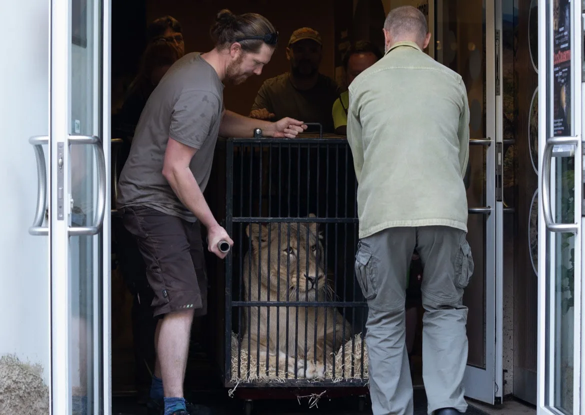 Lvice Elsa, zabavená Karlosu Vémolovi, odjela ze Zoo Liberec. Nový domov má v centru pro velké šelmy