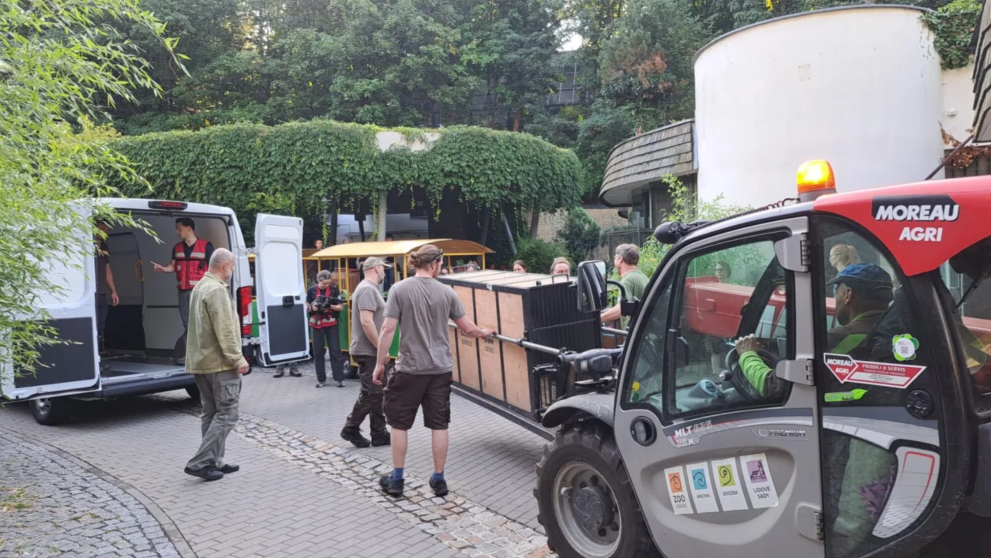 Lvice Elsa, zabavená Karlosu Vémolovi, odjela ze Zoo Liberec. Nový domov má v centru pro velké šelmy