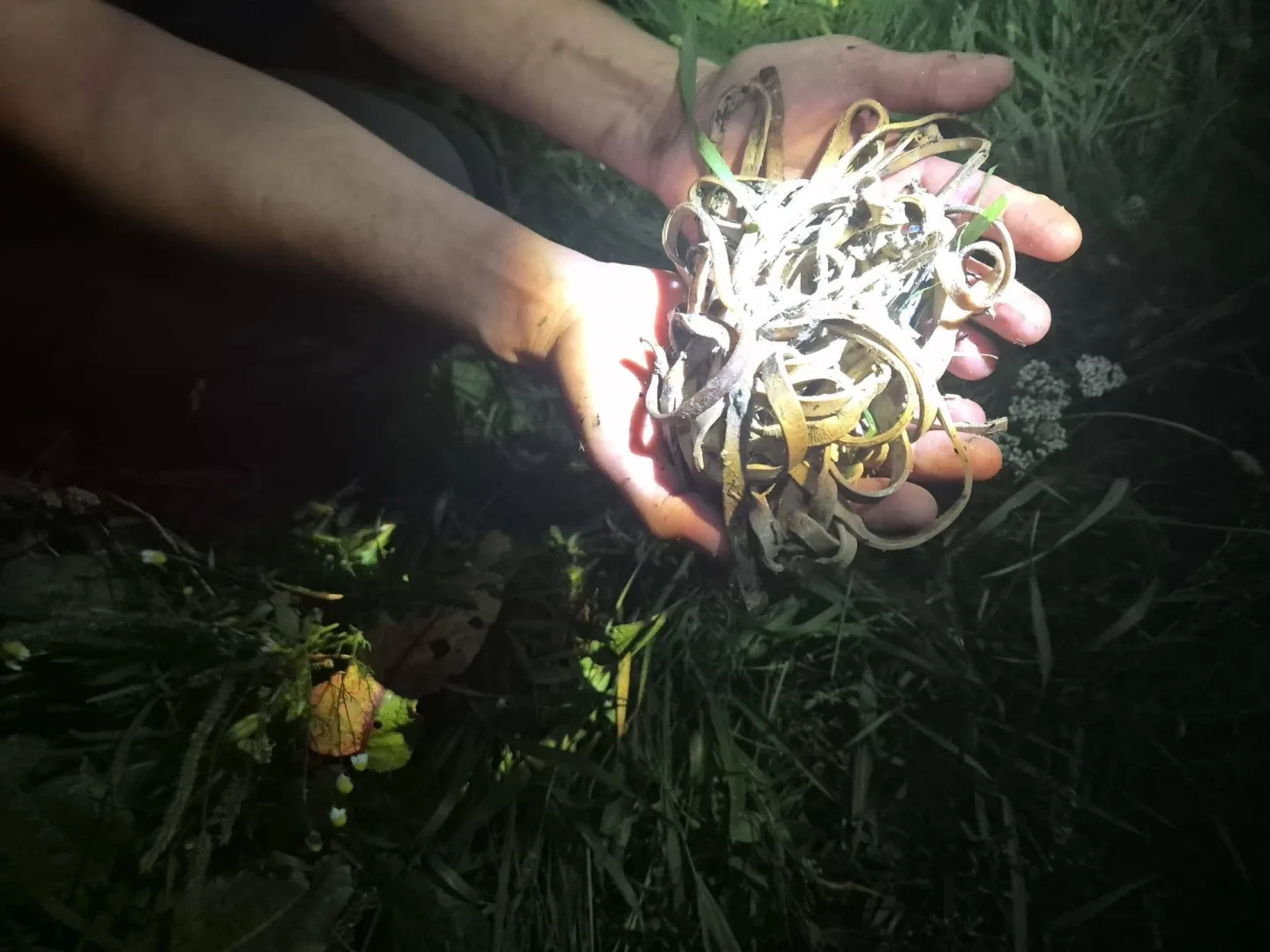 Čáp si spletl plastové gumičky s klubkem hadů. Uvízly mu v zobáku, bojoval o život