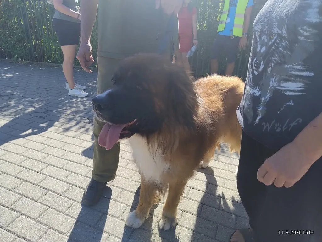 Opilí majitelé neuhlídali bernardýna u ZOO. Pes ohrožoval okolí a vbíhal pod auta