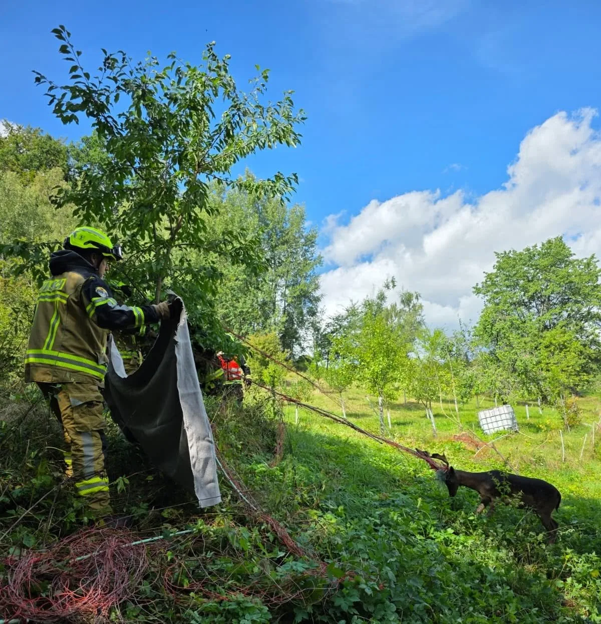 Daněk se zamotal do elektrického ohradníku. Po záchraně od hasičů zmizel v lese
