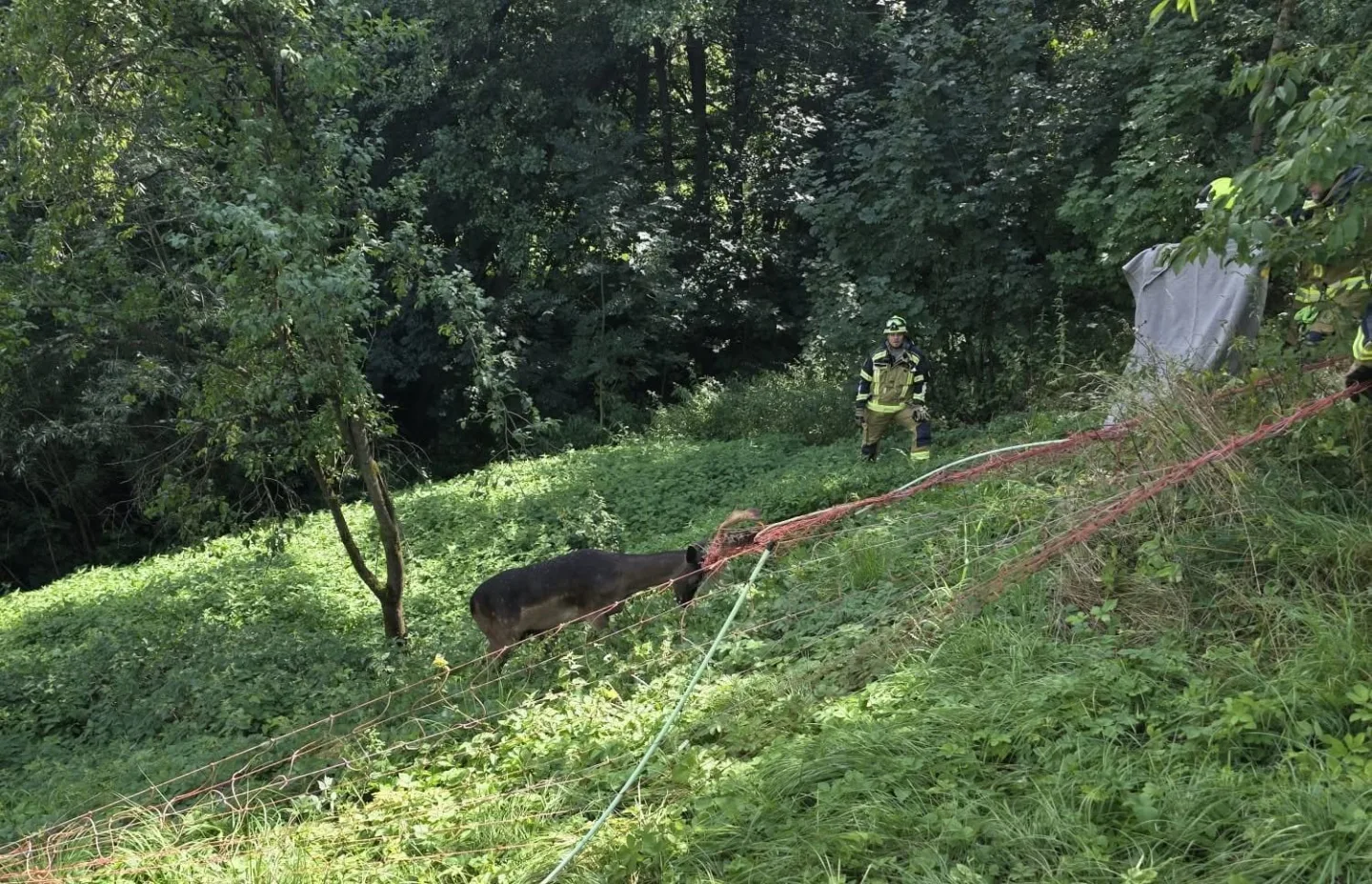 Daněk se zamotal do elektrického ohradníku. Po záchraně od hasičů zmizel v lese