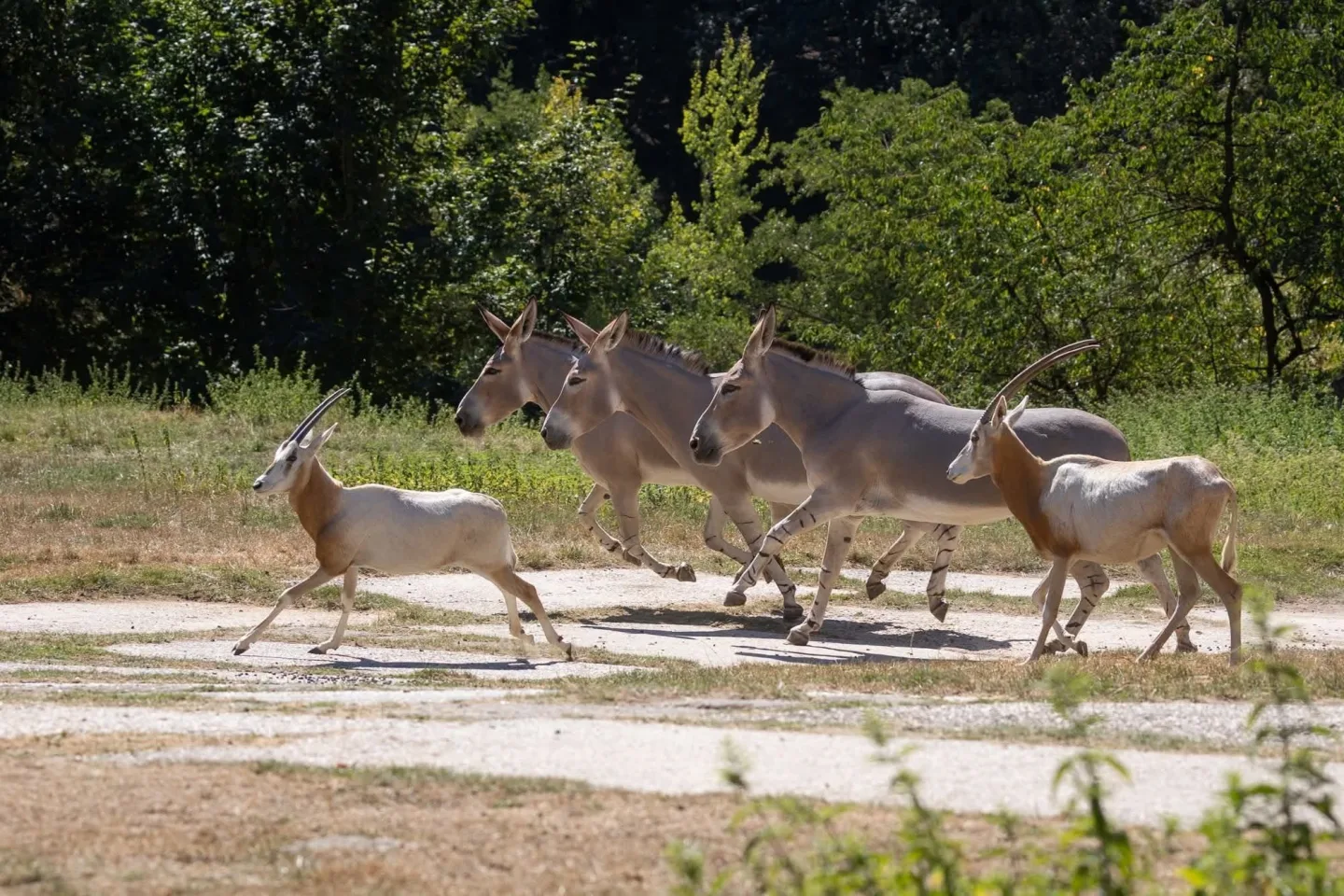 Kriticky ohrožený milovník v akci: Zoo Liberec poslala svého samce do Safari Parku
