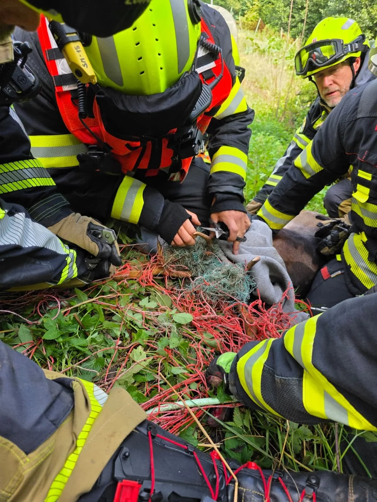 Daněk se zamotal do elektrického ohradníku. Po záchraně od hasičů zmizel v lese