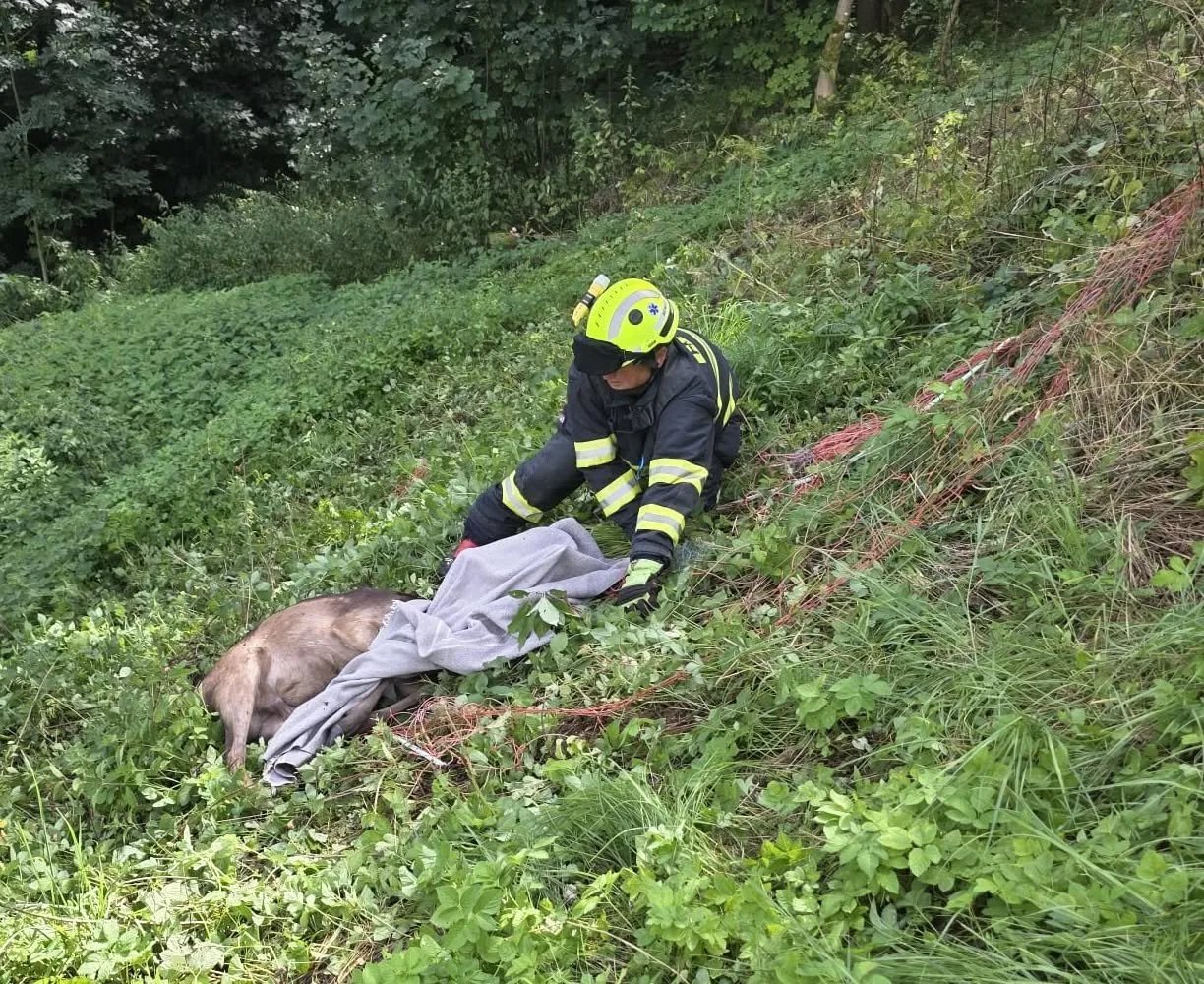 Daněk se zamotal do elektrického ohradníku. Po záchraně od hasičů zmizel v lese
