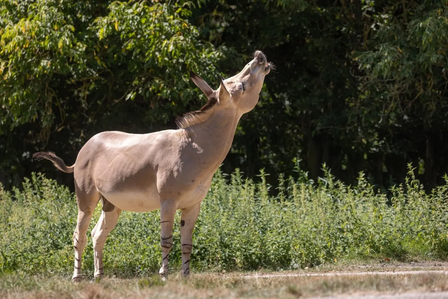 Kriticky ohrožený milovník v akci: Zoo Liberec poslala svého samce do Safari Parku